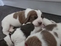 AKC Lily light pink collar, a female Basset Hound for sale in Bergen, NY – Photo 6 of 10