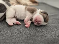 AKC Lily light pink collar, a female Basset Hound for sale in Bergen, NY – Photo 10 of 10