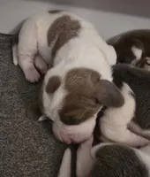 AKC Lily light pink collar, a female Basset Hound for sale in Bergen, NY – Photo 4 of 10