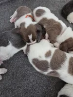 AKC Lily light pink collar, a female Basset Hound for sale in Bergen, NY – Photo 7 of 10