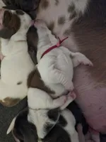 AKC Daisy May dark pink collar, a female Basset Hound for sale in Bergen, NY – Photo 5 of 10