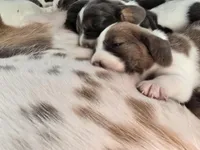 AKC Daisy May dark pink collar, a female Basset Hound for sale in Bergen, NY – Photo 8 of 10