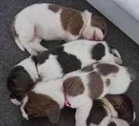 AKC Daisy May dark pink collar, a female Basset Hound for sale in Bergen, NY – Photo 4 of 10