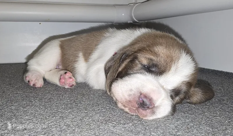 AKC Daisy May dark pink collar – Basset Hound puppy on hold in Bergen, NY