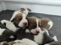 AKC Daisy May dark pink collar, a female Basset Hound for sale in Bergen, NY – Photo 7 of 10