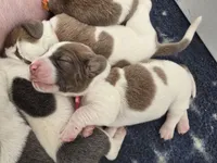 AKC Daisy May dark pink collar, a female Basset Hound for sale in Bergen, NY – Photo 9 of 10