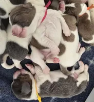 AKC Daisy May dark pink collar, a female Basset Hound for sale in Bergen, NY – Photo 2 of 10