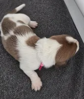 AKC Daisy May dark pink collar, a female Basset Hound for sale in Bergen, NY – Photo 1 of 10