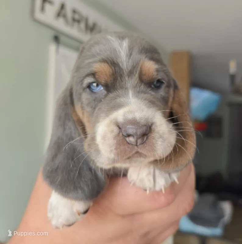 AKC Iris burgundy collar – Basset Hound puppy on hold in Bergen, NY