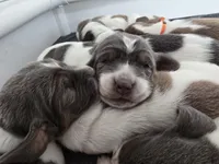 AKC Iris burgundy collar, a female Basset Hound for sale in Bergen, NY – Photo 7 of 7