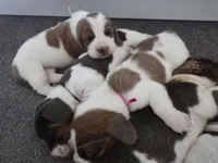 AKC Iris burgundy collar, a female Basset Hound for sale in Bergen, NY – Photo 4 of 7