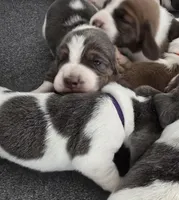 AKC Iris burgundy collar, a female Basset Hound for sale in Bergen, NY – Photo 2 of 7