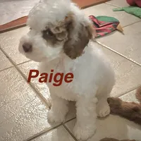 Paige, a female Australian Labradoodle for sale in Humble, TX – Photo 7 of 8