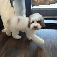 Paige, a female Australian Labradoodle for sale in Humble, TX – Photo 1 of 8