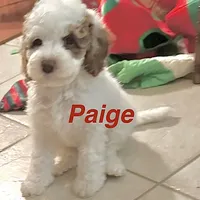 Paige, a female Australian Labradoodle for sale in Humble, TX – Photo 3 of 8