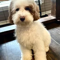 Paige, a female Australian Labradoodle for sale in Humble, TX – Photo 2 of 8