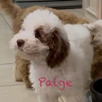 Paige, a female Australian Labradoodle for sale in Humble, TX – Photo 8 of 8