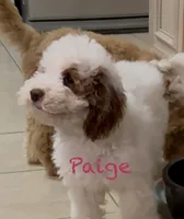 processed/a0bdbcbb-cf17-42ed-b337-a04cf326210e/listing/000b9464-499d-49ba-95bf-769a9b156dce/c8b22439-5419-466e-94c3-9b37e8e1129c