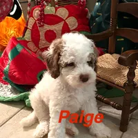 Paige, a female Australian Labradoodle for sale in Humble, TX – Photo 5 of 8