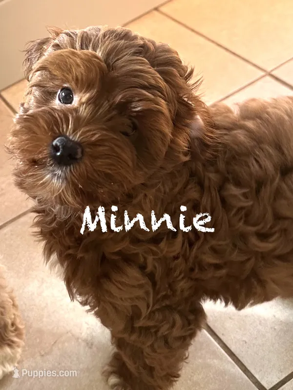 Minnie