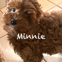 Minnie, a female Australian Labradoodle for sale in Humble, TX – Photo 4 of 6