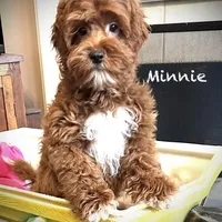 Minnie, a female Australian Labradoodle for sale in Humble, TX – Photo 2 of 6