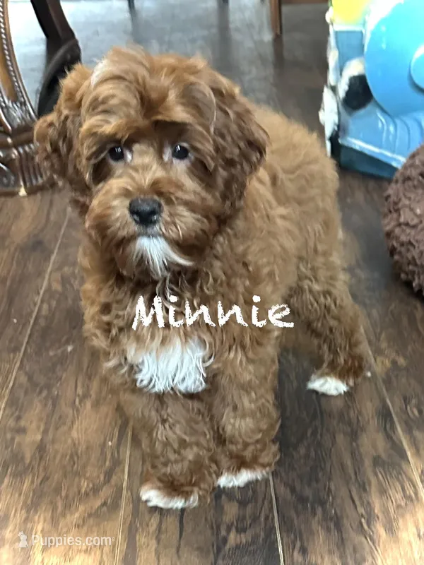 Minnie – Australian Labradoodle puppy for sale in Humble, TX