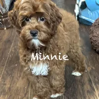 Minnie, a female Australian Labradoodle for sale in Humble, TX – Photo 1 of 6