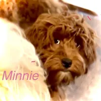 Minnie, a female Australian Labradoodle for sale in Humble, TX – Photo 6 of 6