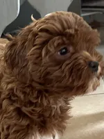 processed/a0bdbcbb-cf17-42ed-b337-a04cf326210e/listing/0220afda-50bb-4315-9150-c009935aa14b/e1cd8f4f-05d0-4dd6-bd80-216e47253cc8