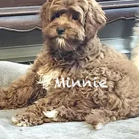 Minnie, a female Australian Labradoodle for sale in Humble, TX – Photo 3 of 6