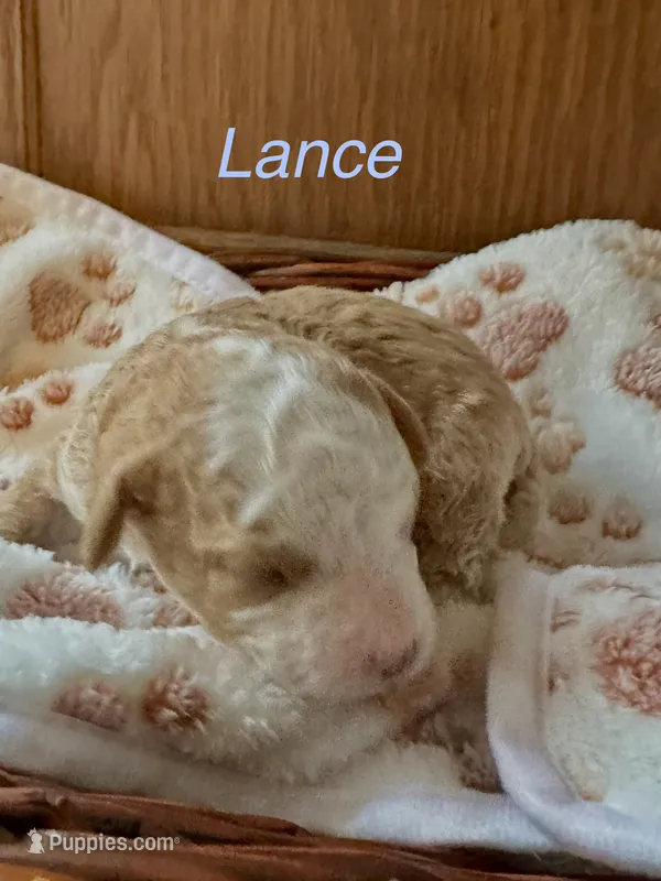Lance, a male Australian Labradoodle for sale in Humble, TX – 1 of 3