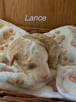Lance, a male Australian Labradoodle for sale in Humble, TX – 1 of 3