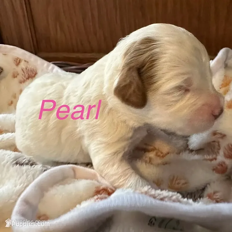 Pearl, a female Australian Labradoodle for sale in Humble, TX – 1 of 3