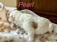 Pearl, a female Australian Labradoodle for sale in Humble, TX – 2 of 3