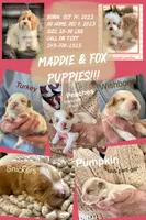 Turkey, a male Australian Labradoodle for sale in Humble, TX – Photo 4 of 4