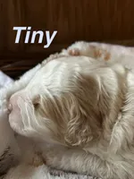 TINY, a male Australian Labradoodle for sale in Humble, TX – 2 of 4