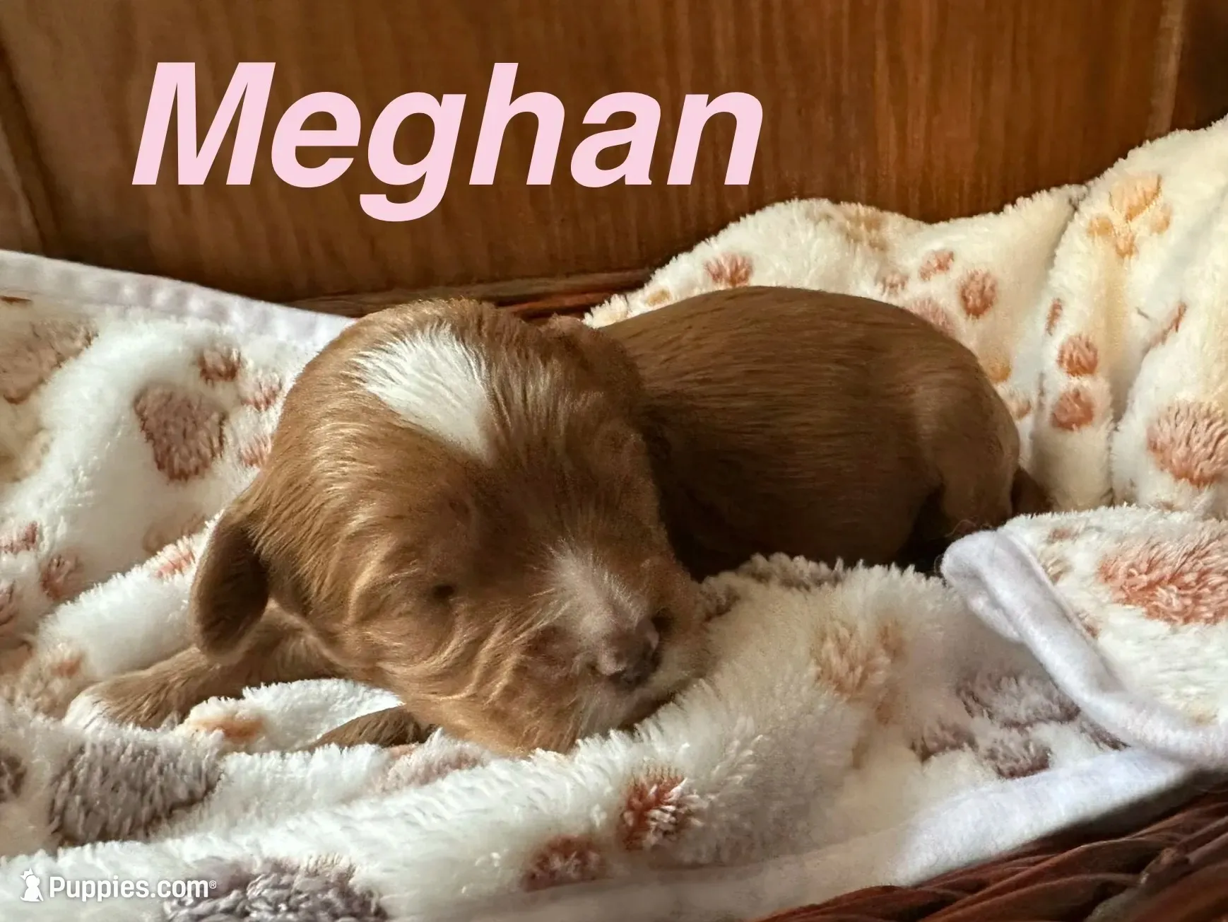 Meghan, a female Australian Labradoodle for sale in Humble, TX – 1 of 3