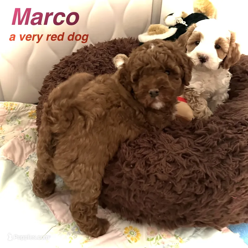 Marco
