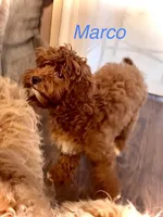 Marco, a male Australian Labradoodle for sale in Humble, TX – Photo 3 of 3