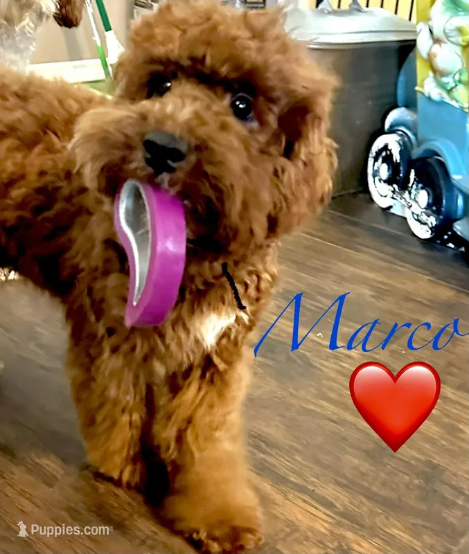 Marco – Australian Labradoodle puppy for sale in Humble, TX