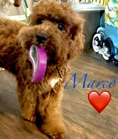 Marco, a male Australian Labradoodle for sale in Humble, TX – Photo 1 of 3