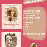 Marco, a male Australian Labradoodle for sale in Humble, TX – Photo 2 of 3