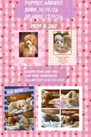 Pearl, a female Australian Labradoodle for sale in Humble, TX – 3 of 3