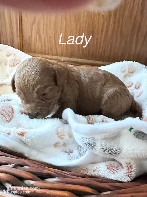 LADY, a female Australian Labradoodle for sale in Humble, TX – 1 of 3