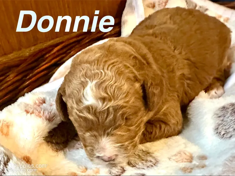 DONNIE, a male Australian Labradoodle for sale in Humble, TX – 1 of 3