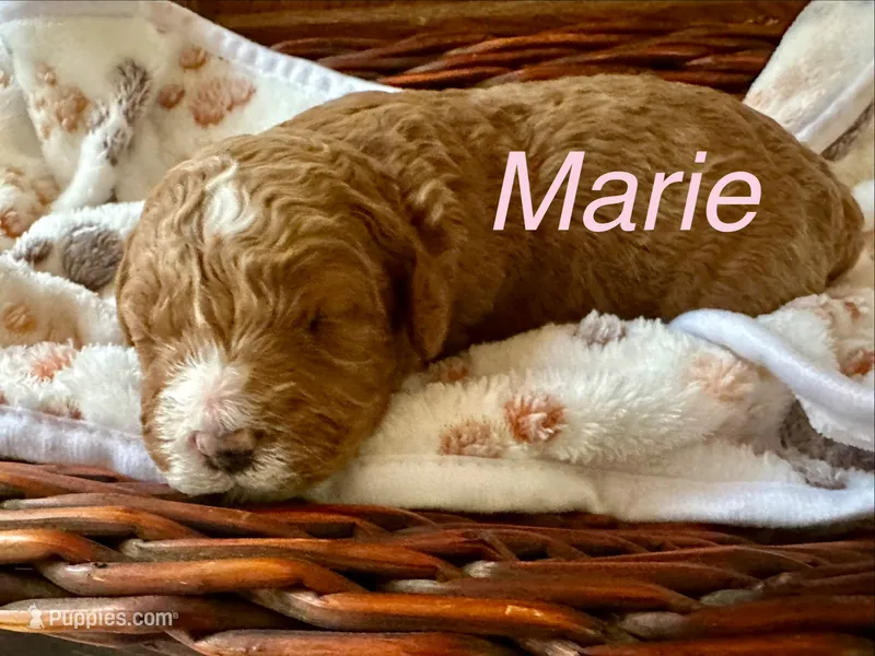 MARIE, a female Australian Labradoodle for sale in Humble, TX – 1 of 3