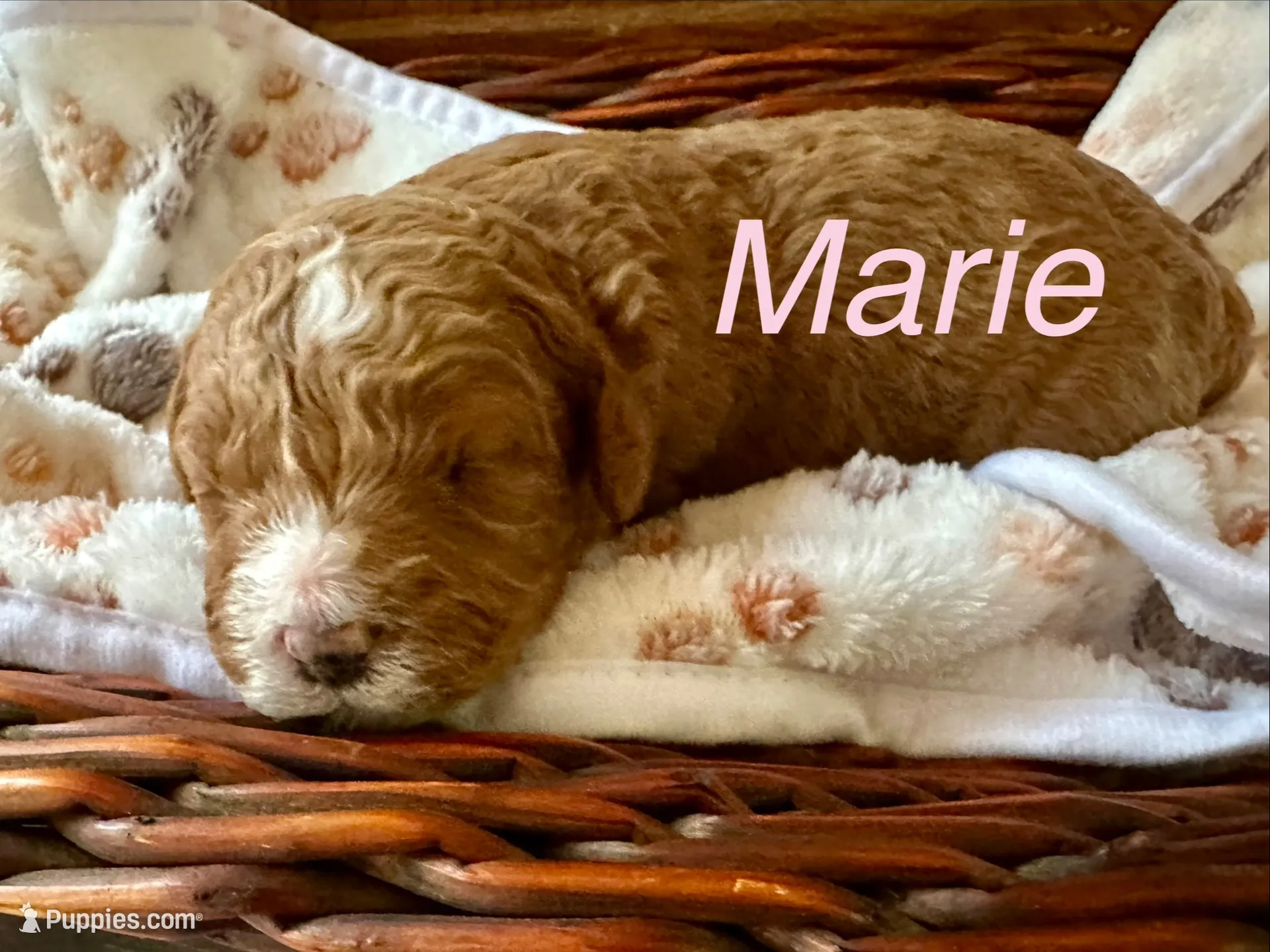 MARIE, a female Australian Labradoodle for sale in Humble, TX – 1 of 3
