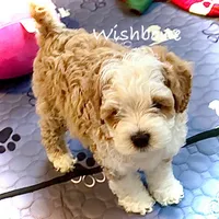 Wishbone, a male Australian Labradoodle for sale in Humble, TX – Photo 1 of 4