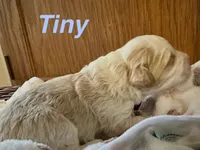 TINY, a male Australian Labradoodle for sale in Humble, TX – 4 of 4